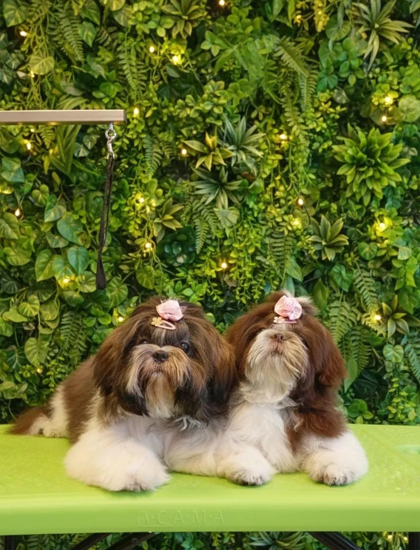 Smart Pet Litoral — Pet Shops em Capão da Canoa-RS