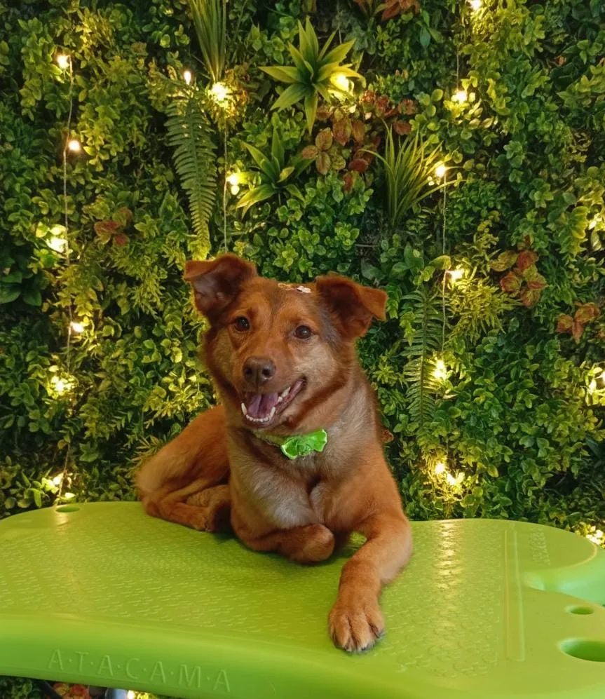 Smart Pet Litoral — Pet Shops em Capão da Canoa-RS (foto 4)